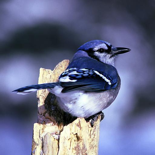 blue_jay_bird_nature.jpg