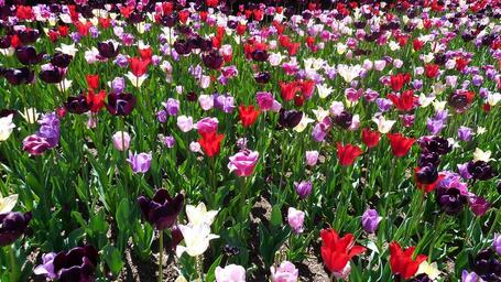 tulip_central_park_spring.jpg